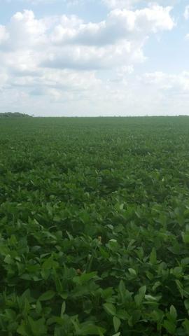 Fazenda de 462 Ha , 300 Ha Lavoura . Redenção - PA .permuta 70% em Fazenda no Paraná - Foto 5