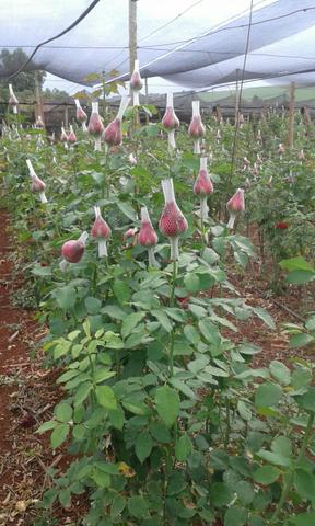 Vende-se rosas