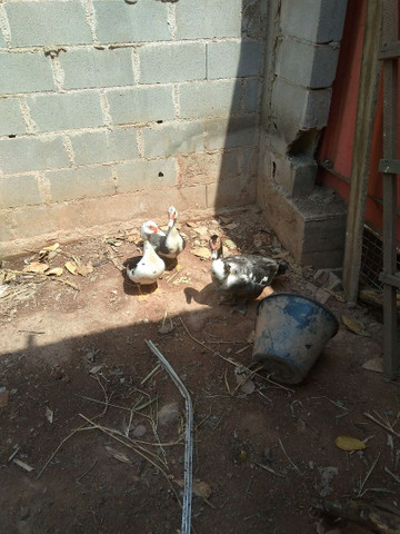 Três patas e um pato - Foto 2