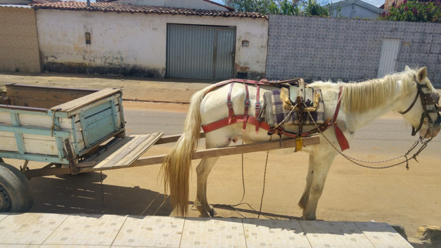 Vende-se cavalo já com a carroça