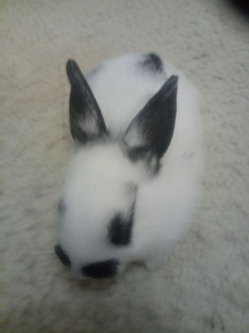 Vendo filhote coelhos