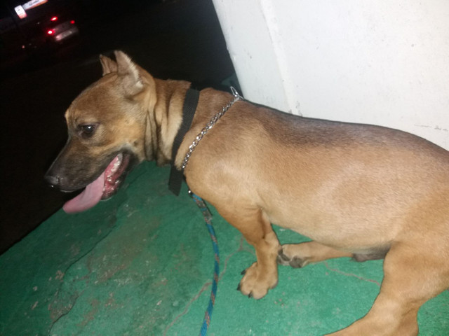 American bully com APBT - Foto 6