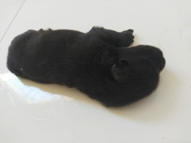 Chow Chow fêmea - Foto 3