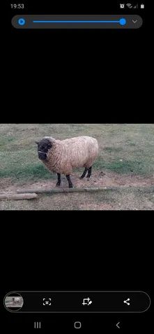 Carneiro -  ovelha