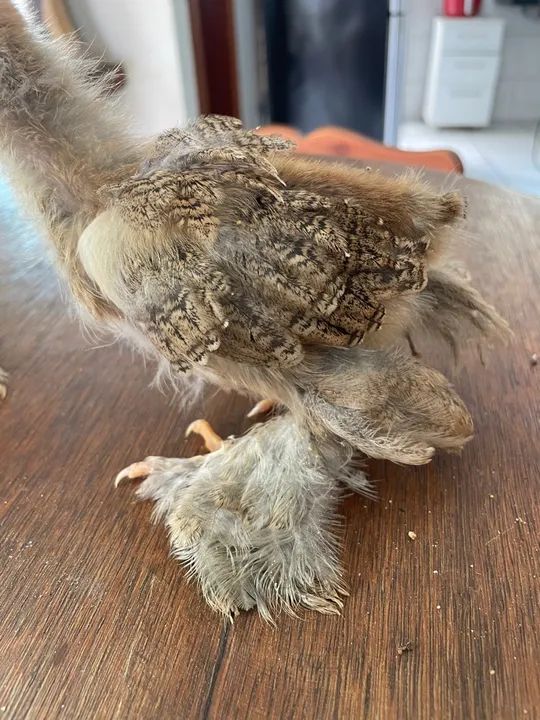 Pintinho galinha Brahma  - Foto 4