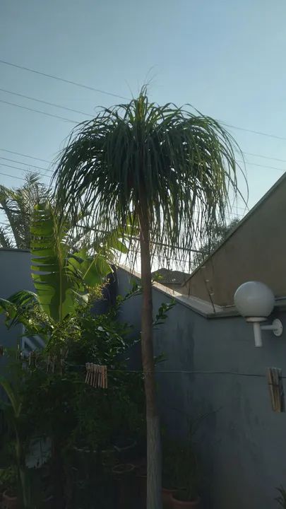 Pata de elefante de 20 anos.   Só  790.00