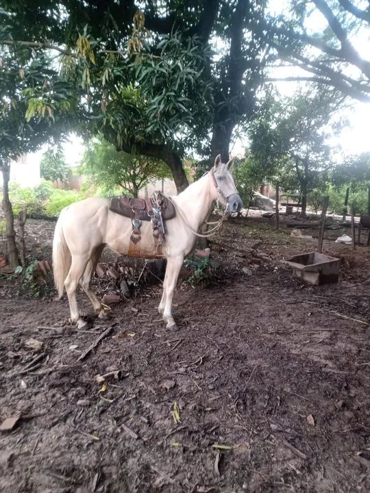 Égua baia para Venda - Foto 3