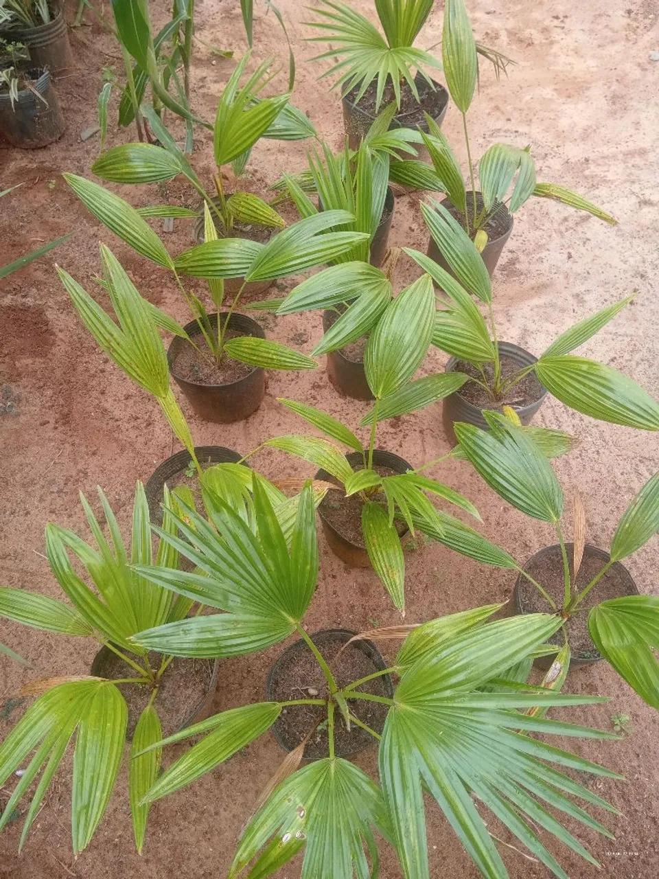 Palmeiras Washingtonia