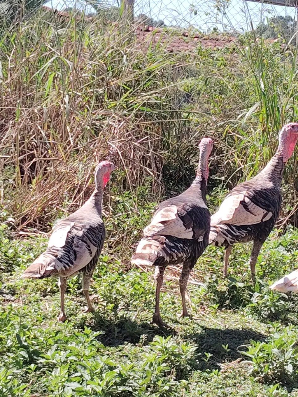 VENDO 4 CASAL DE PERUS LINDOS - Foto 2