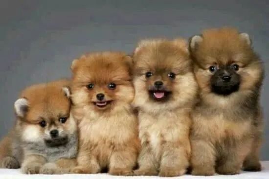 "Leve Alegria Para Sua Casa Com um Lulú da Pomerânia!" - Foto 2