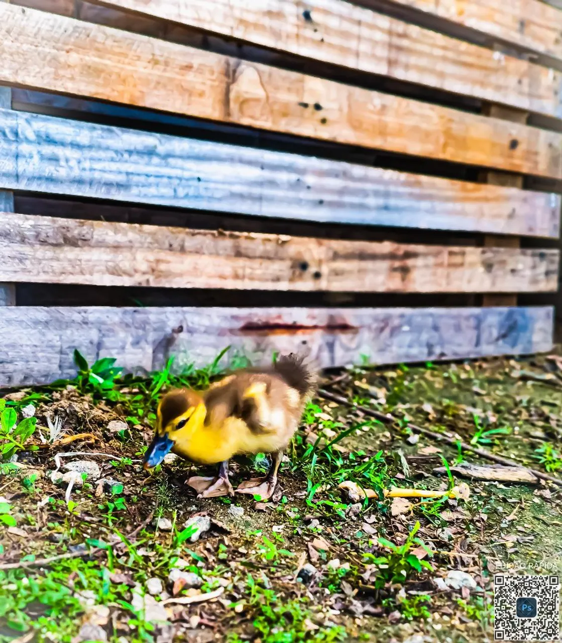 Filhotes de pato