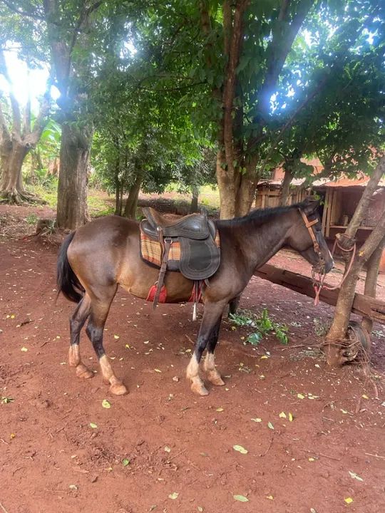 Égua mansa  - Foto 2