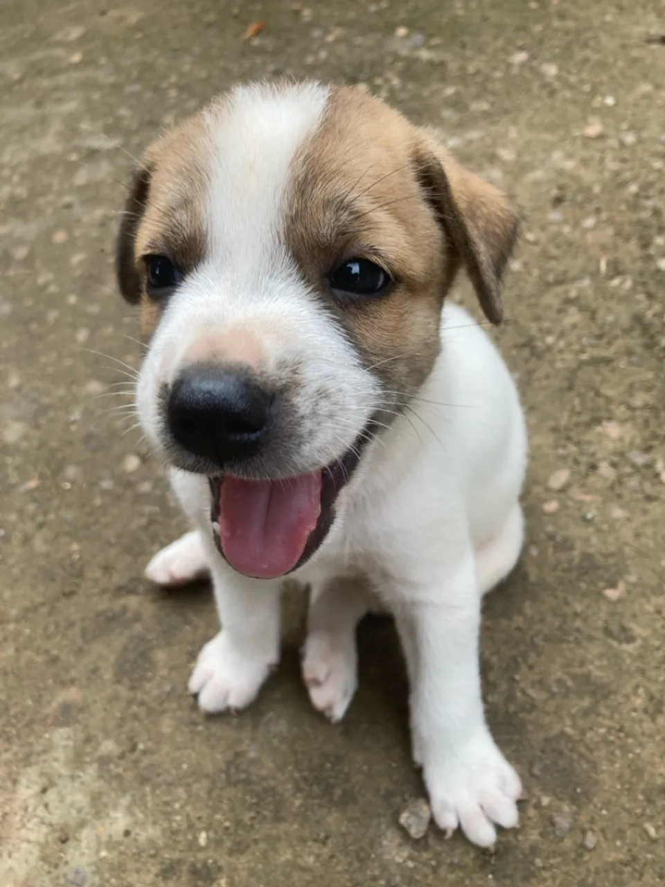 Filhote de cachorro macho