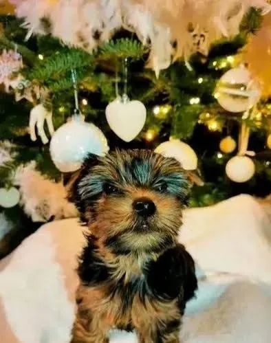 Yorkshire - Pequenos, fofos e cheios de amor!