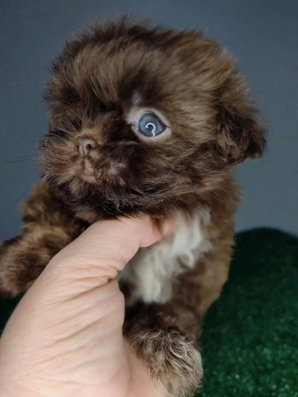 Cachorro Shih Tzu chocolate , Branco com fígado e Preto sólido Vacinado 