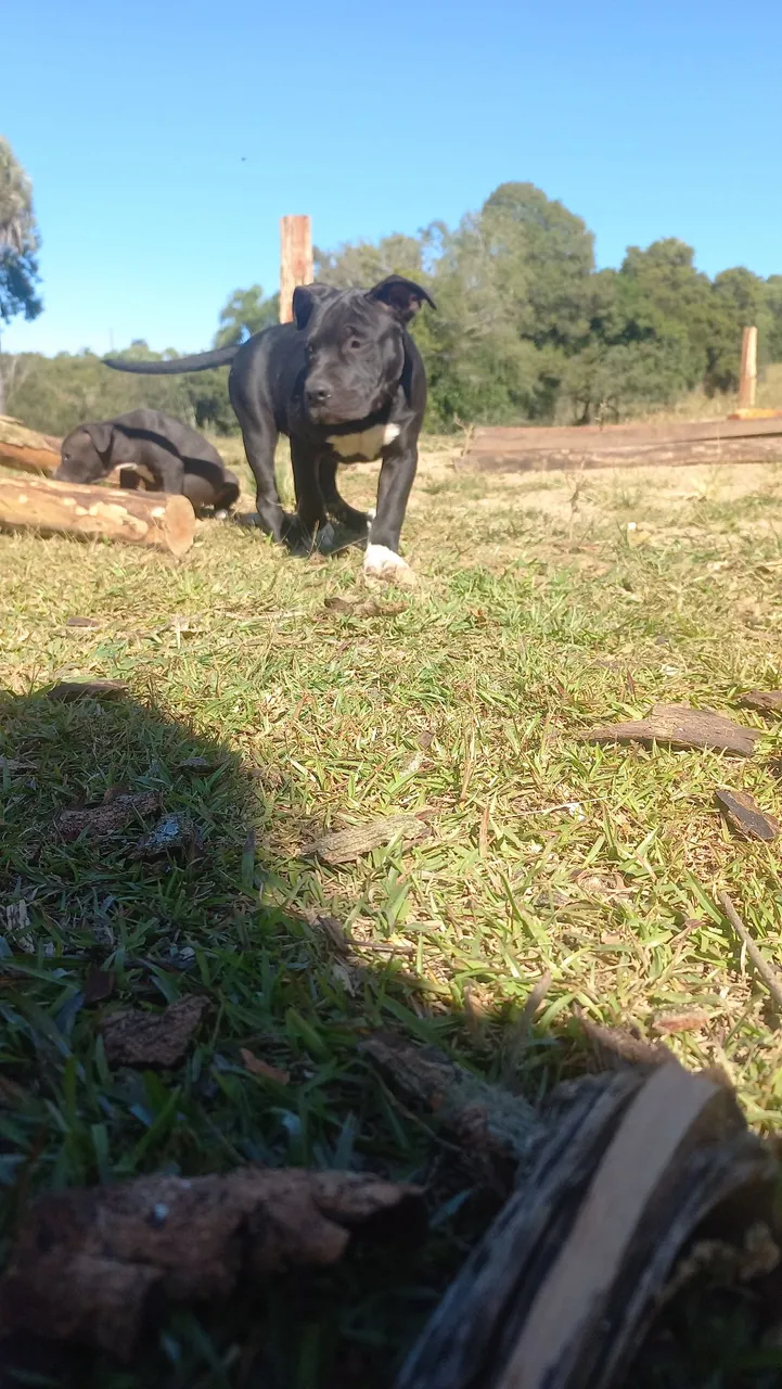 Filhotes Pitbull