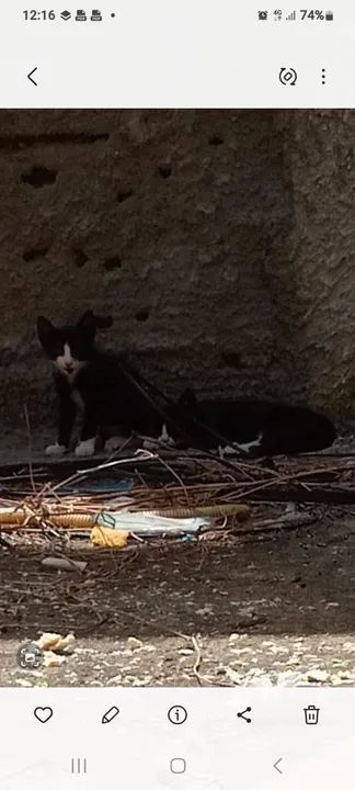 Doação Filhotes - Foto 5