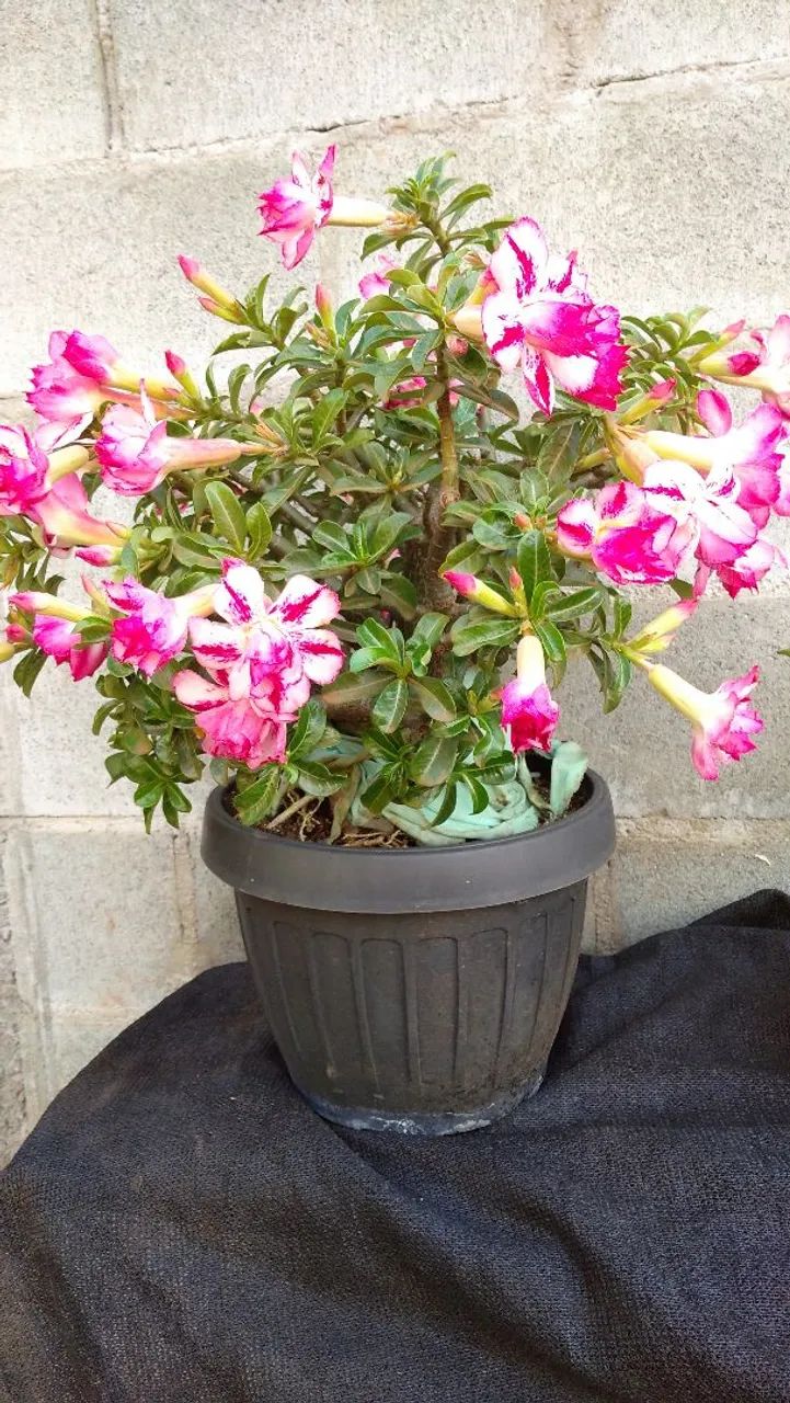 Desert roses63824580877441120