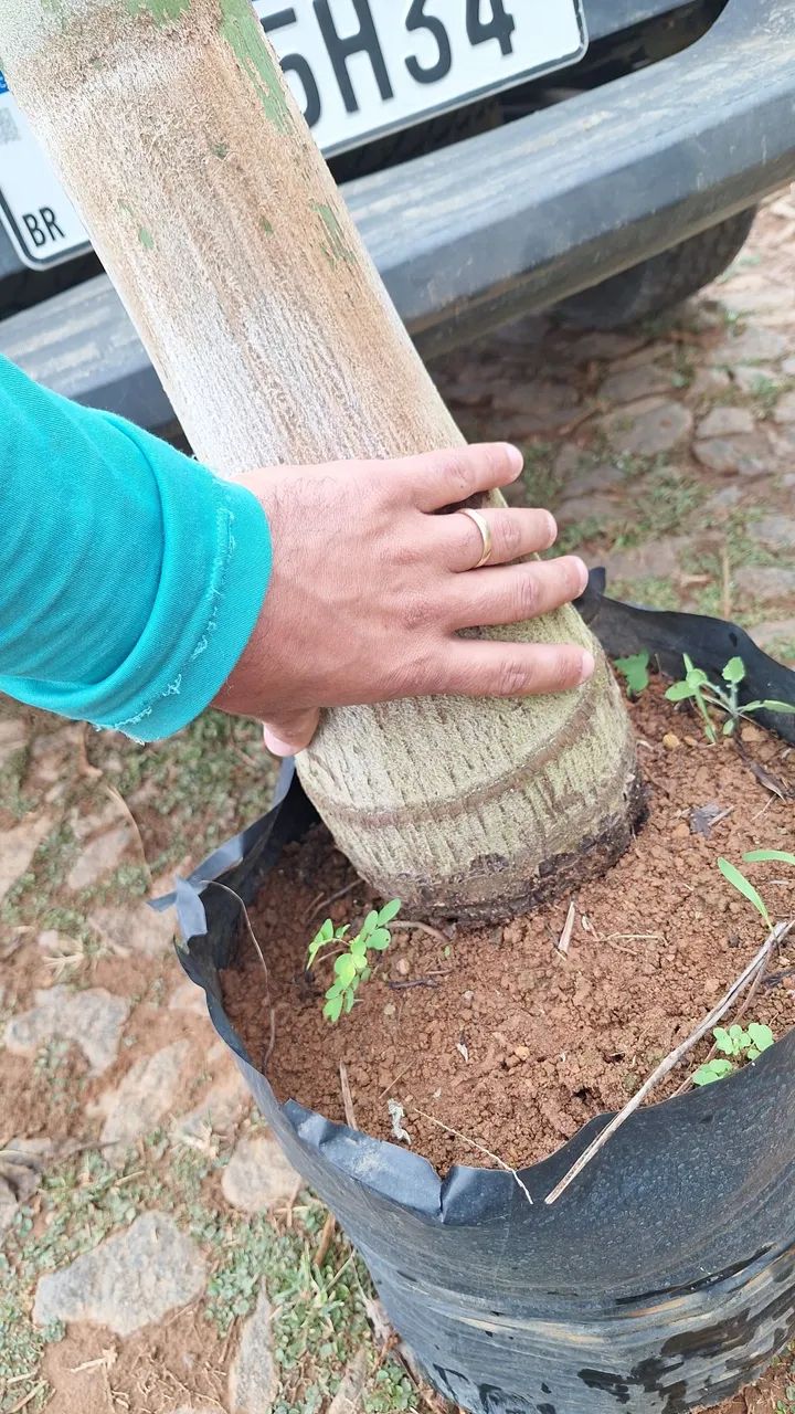 Palmeira rabo de raposa 4mts  - Foto 2