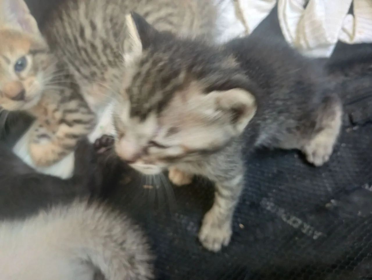 Gatinhos fofinhos para adoção - Foto 4