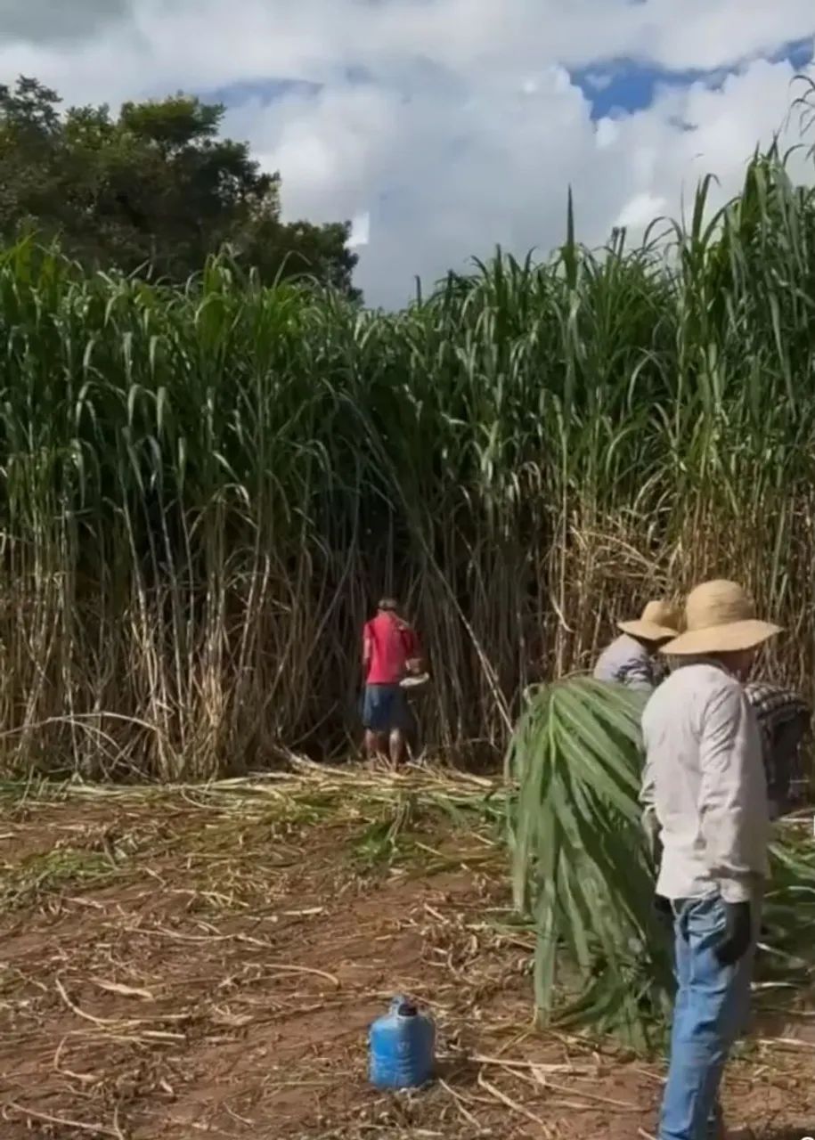 VENDO MUDAS CAPIM ELEFANTE CAPIAÇU  DA EMBRAPA 