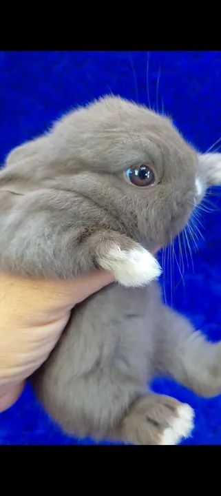  Fêmea Anão Netherland ( o menor Coelho do mundo)