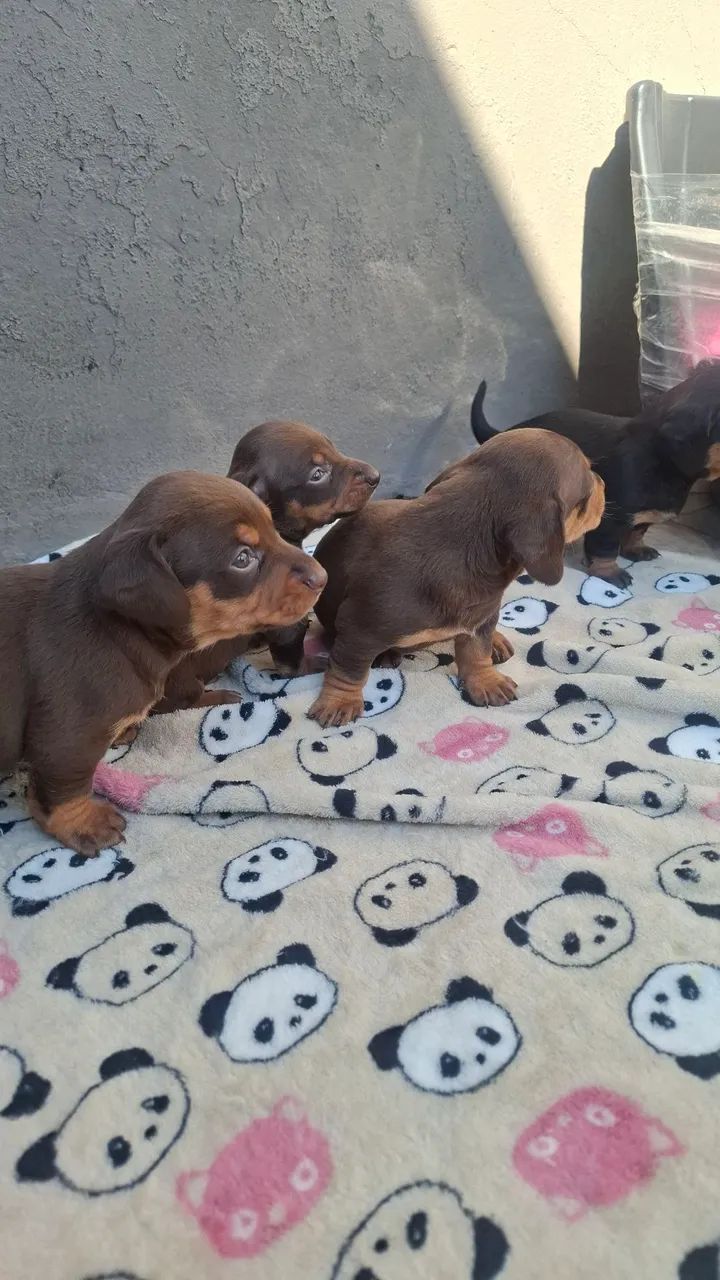 Filhote de linguicinha disponível! - Foto 3