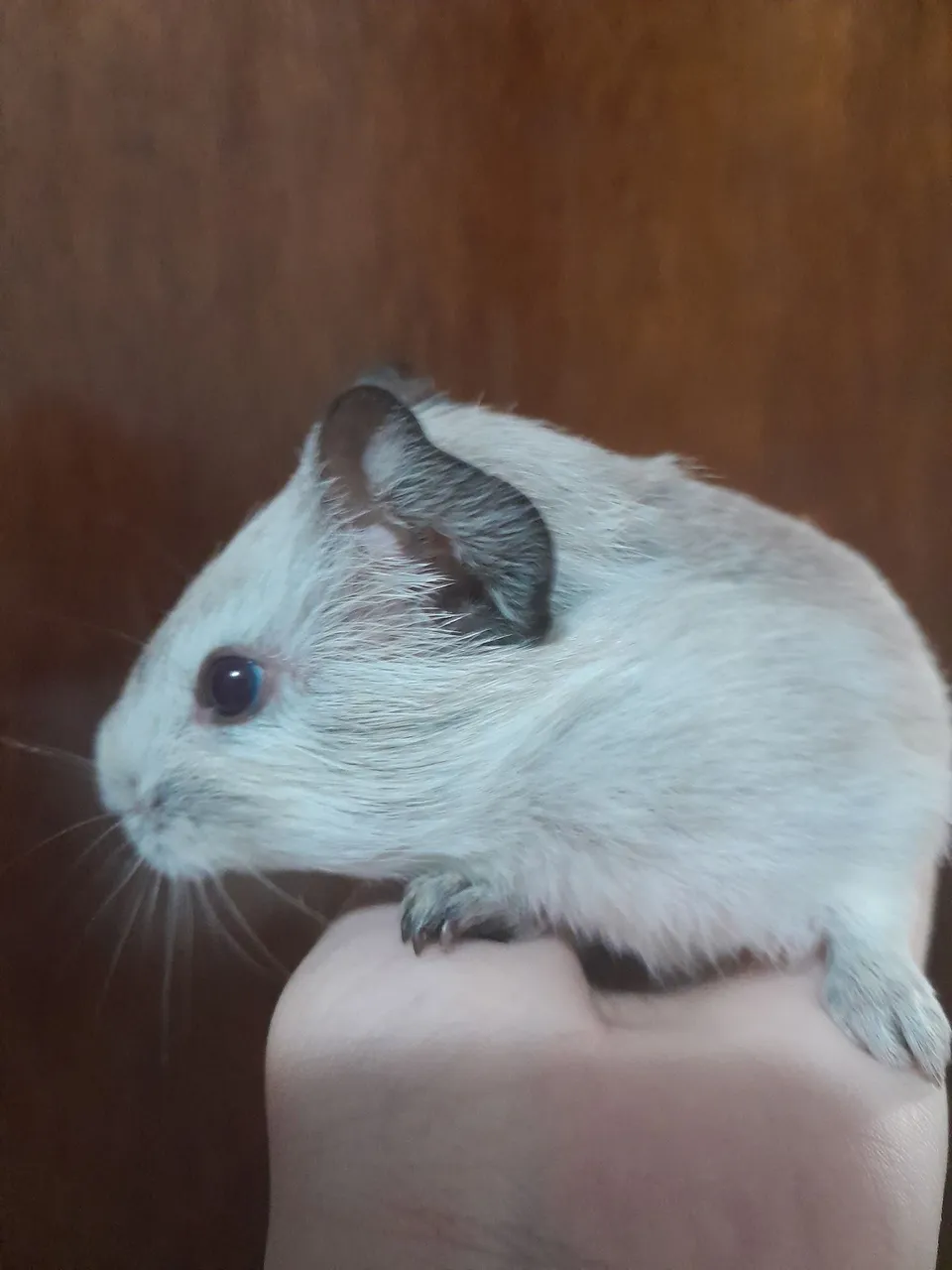 Porquinho da Índia Filhote