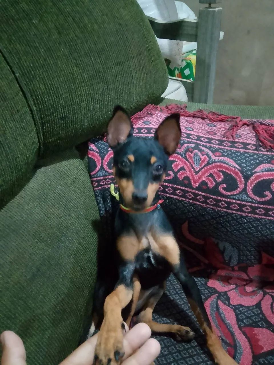  Pinscher 