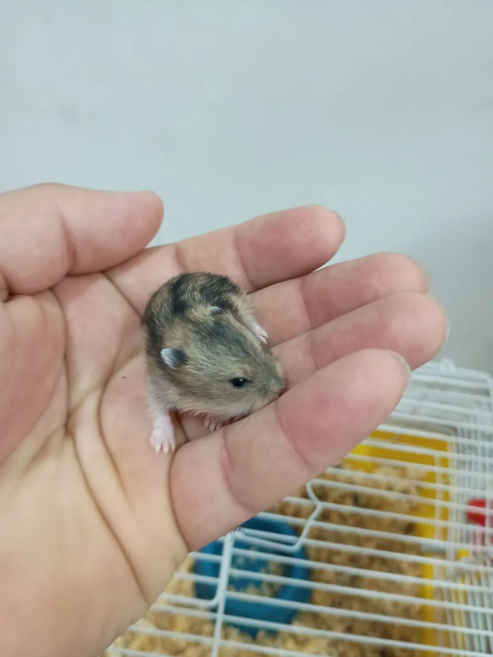 Hamster anão russo 64276694048003122