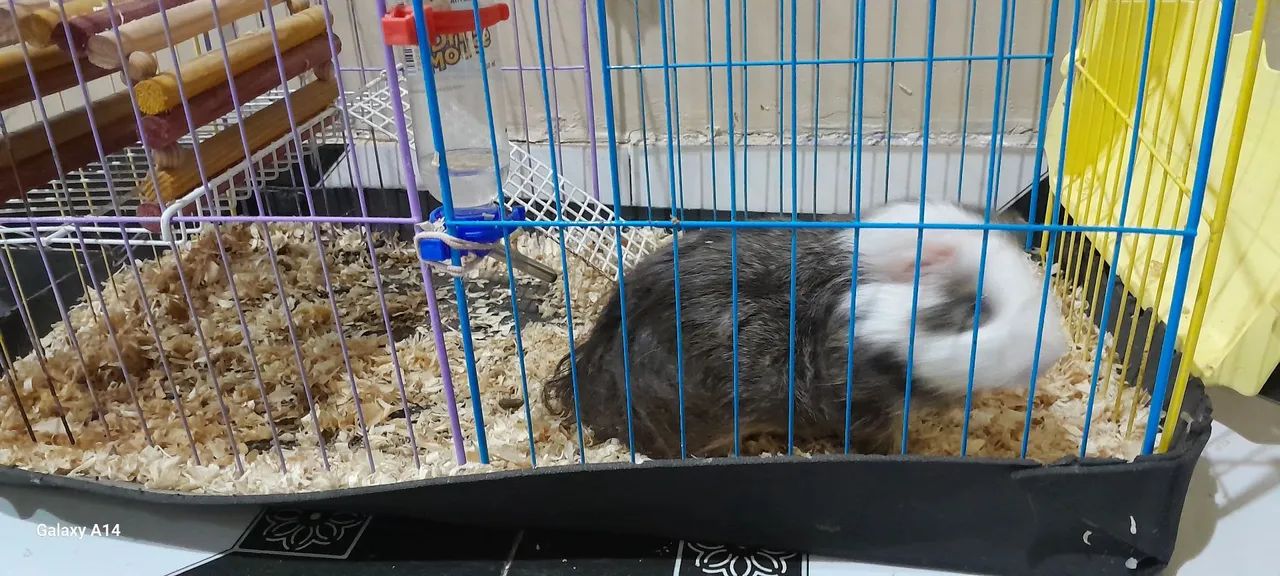 Porquinho da india fofinho para adoção