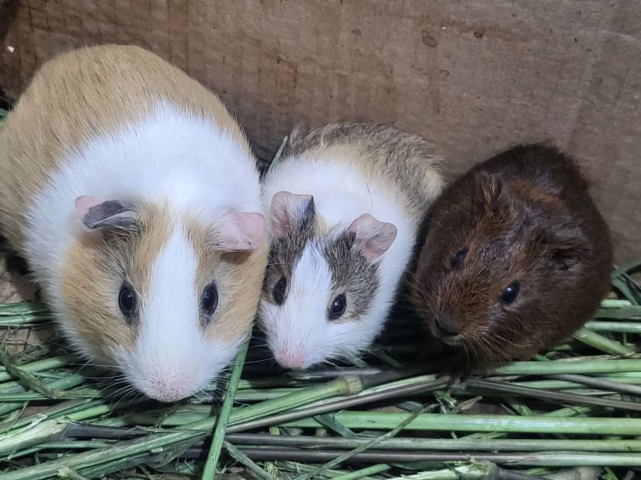 Vendo três porquinho da Índia 