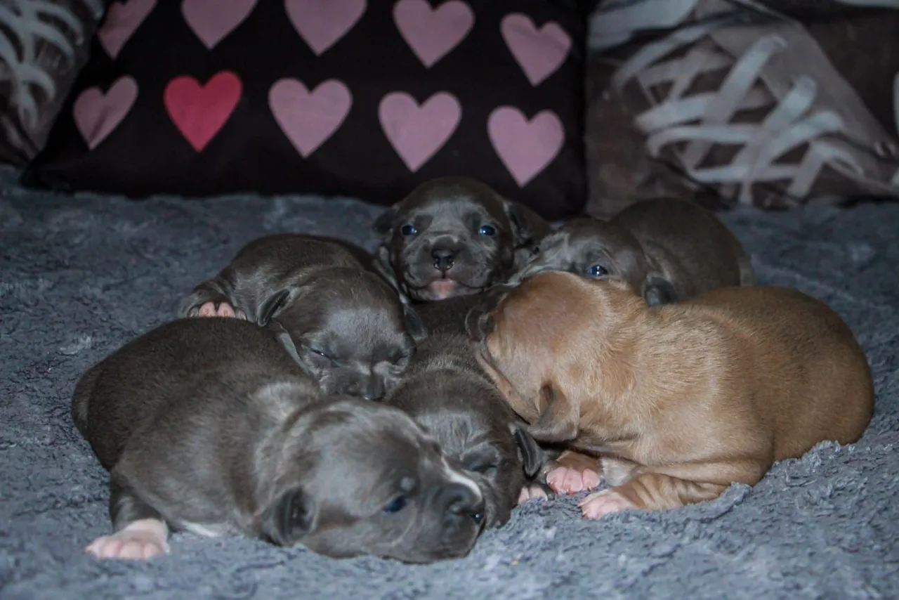 Filhotes de amstaff