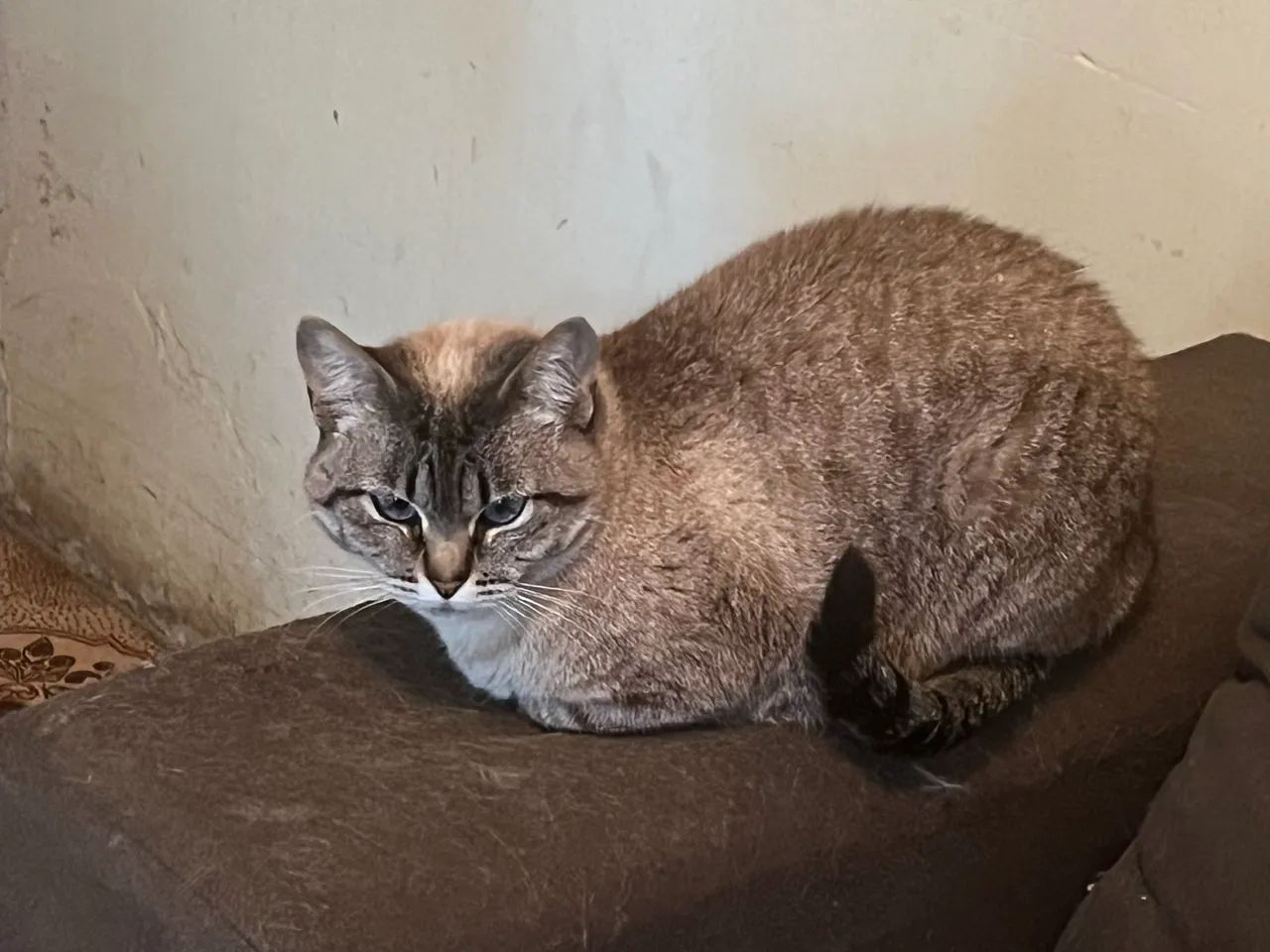 Doa-se gata  - Foto 2