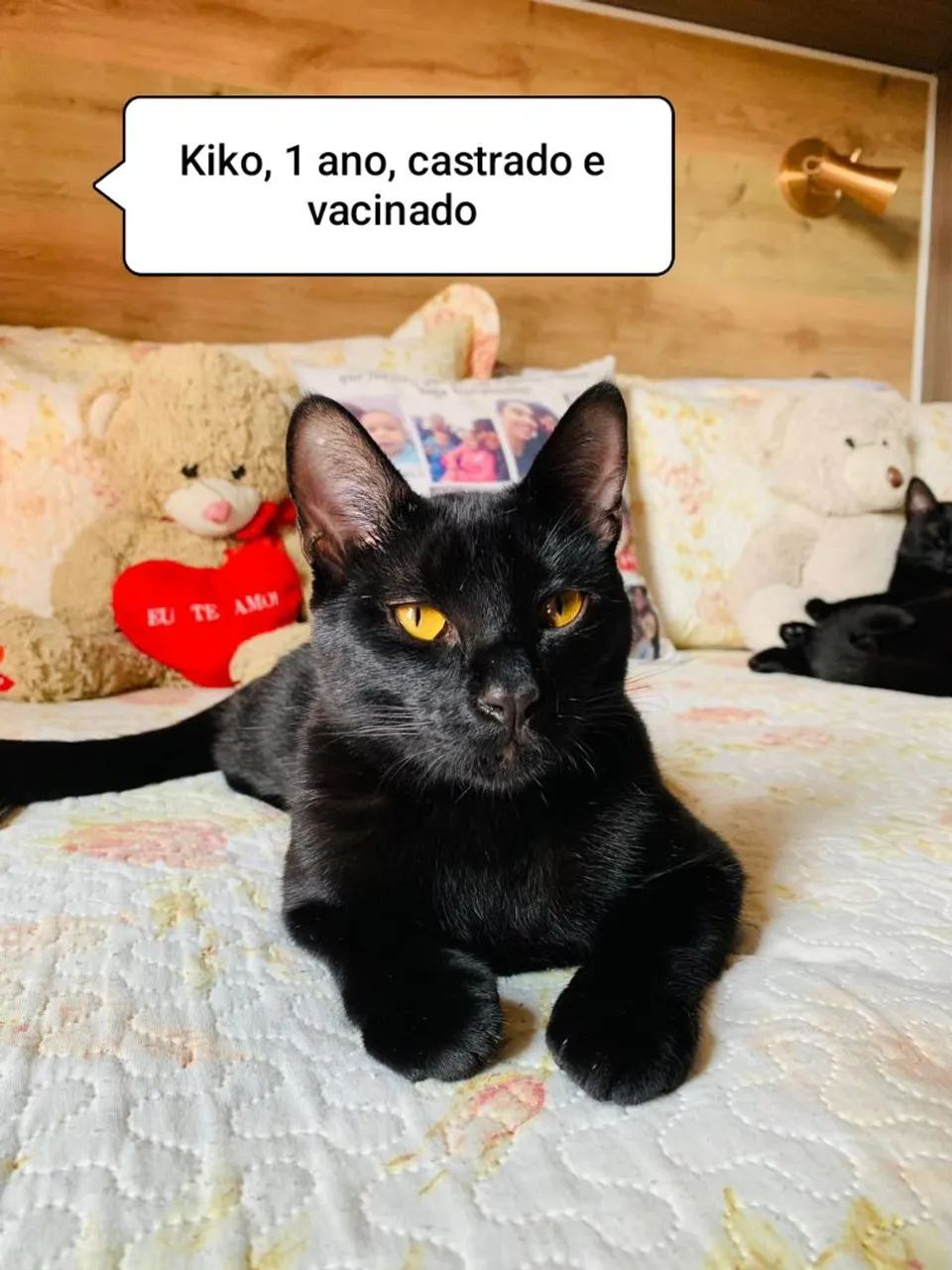 Kiko, para adoção responsável. 1 ano, castrado e vacinado 