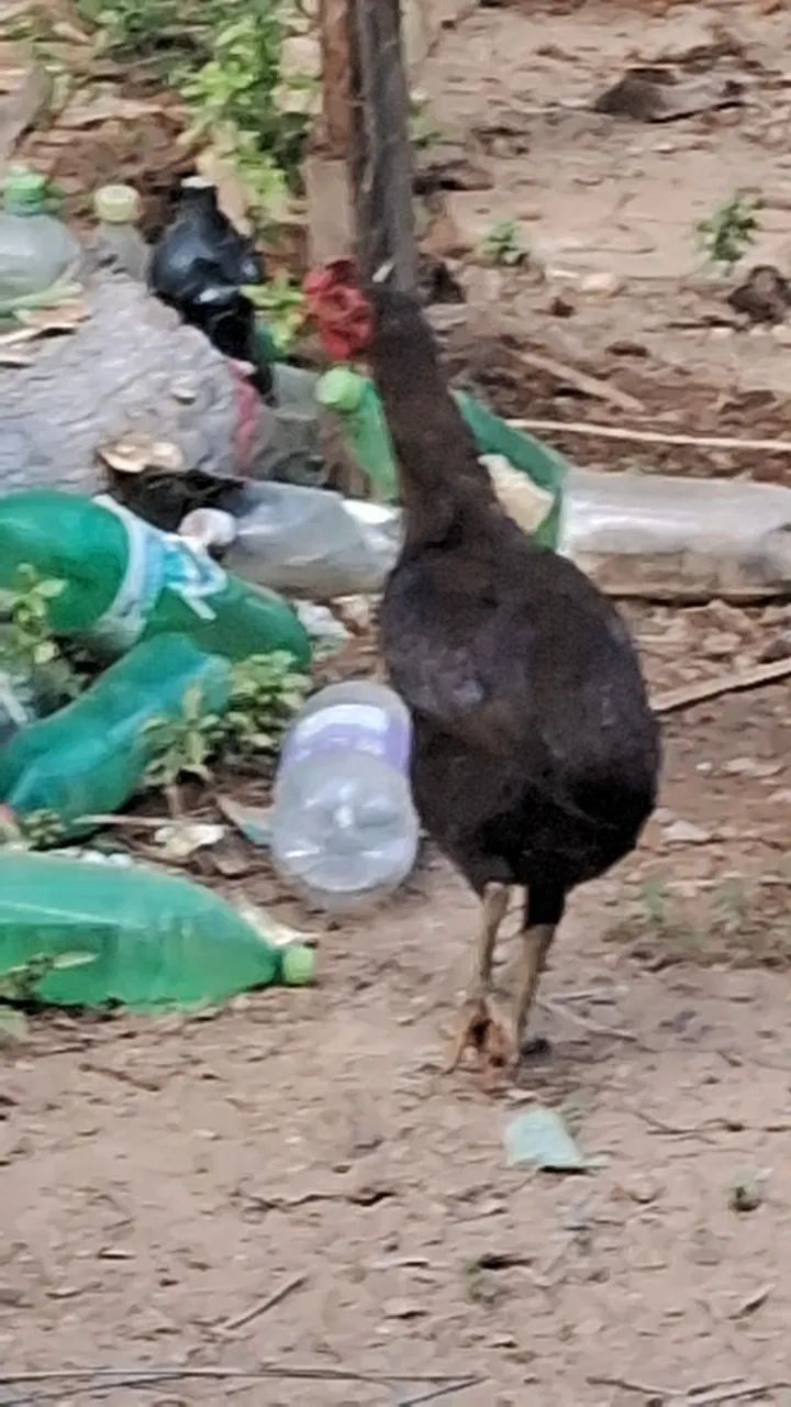 Galinha preta