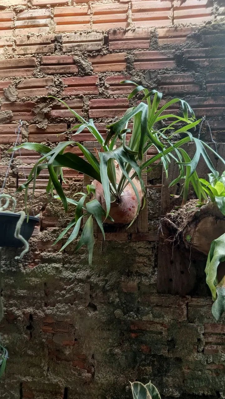 Samambaia Chifre de veado - Foto 2