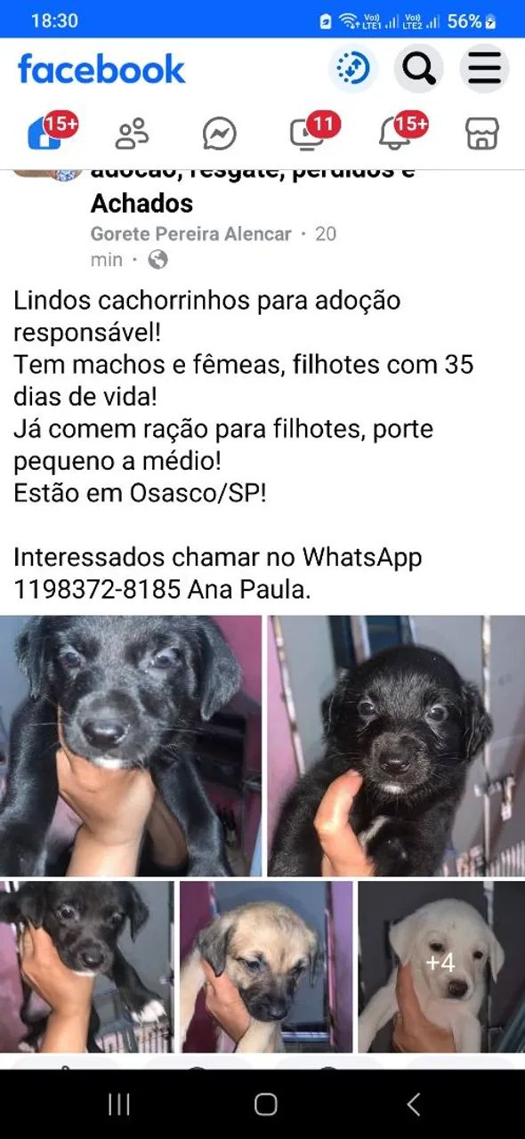 Vários cães para adoção responsável  - Foto 5