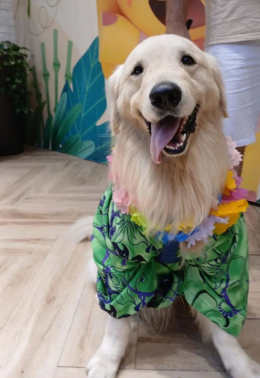 Golden Retriever procura namorada  - Foto 5