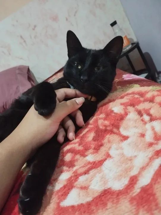 Adoção responsável  - Foto 4