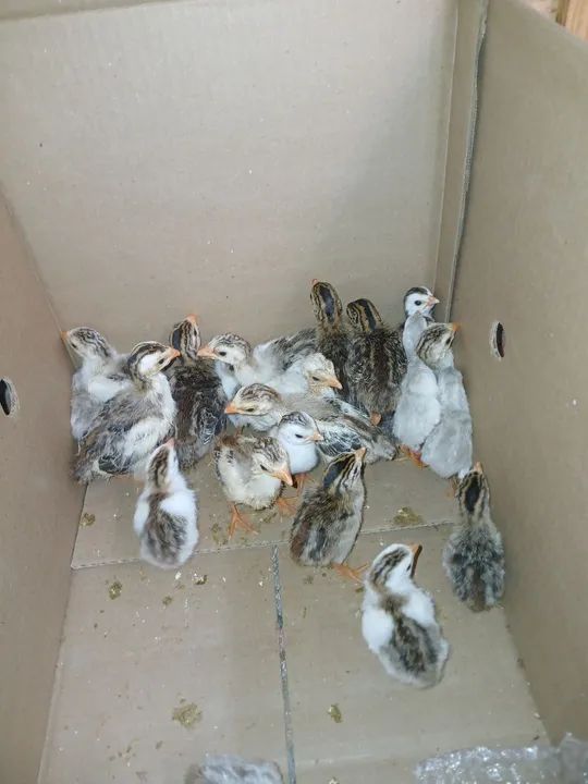 Angola/angolinha 20,00 - Foto 3