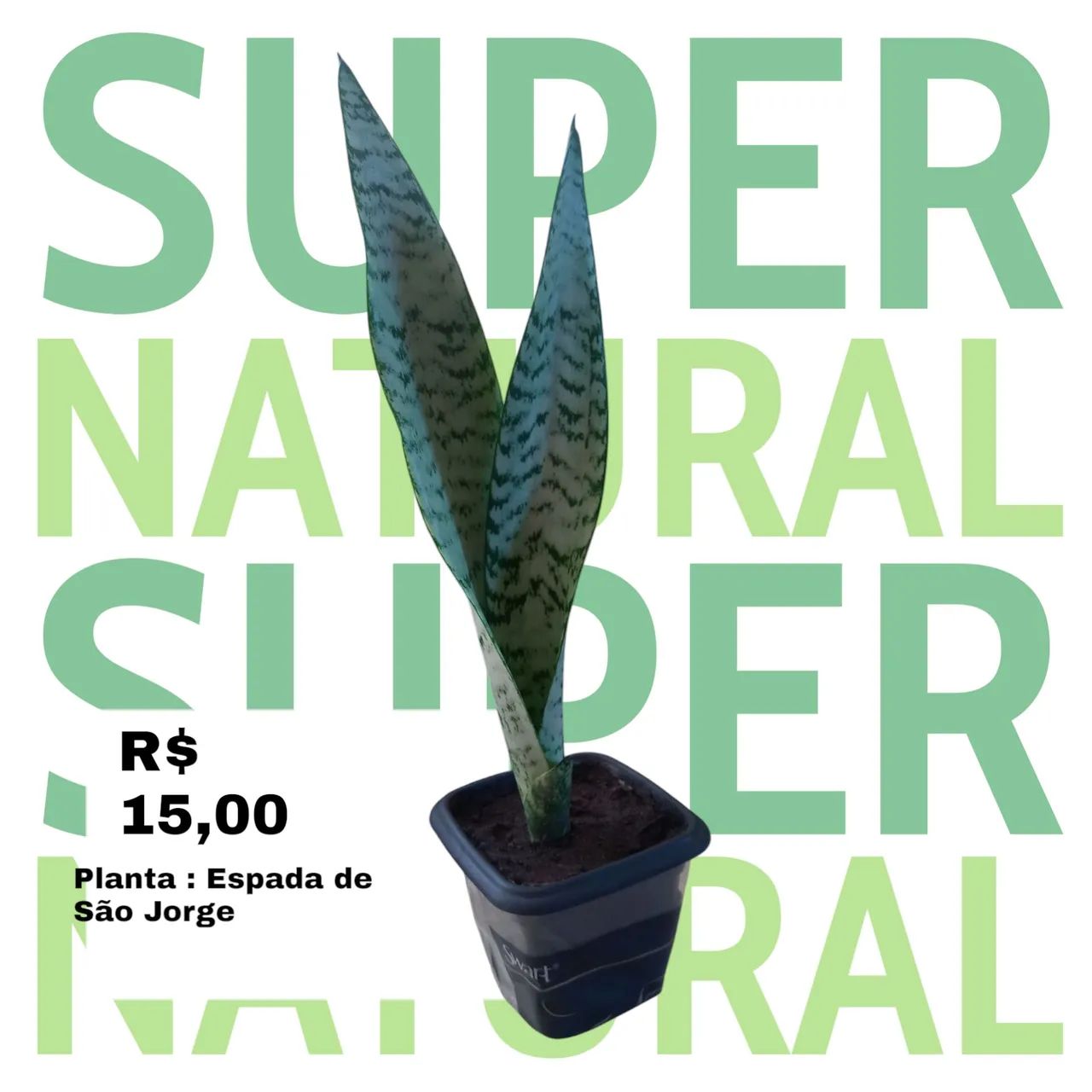 Planta Espada de São Jorge - Super Natural