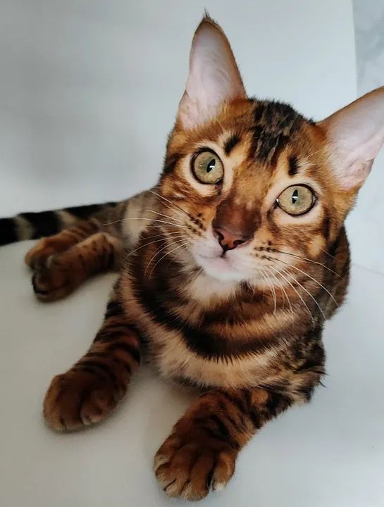 Gato Bengal  - Foto 4