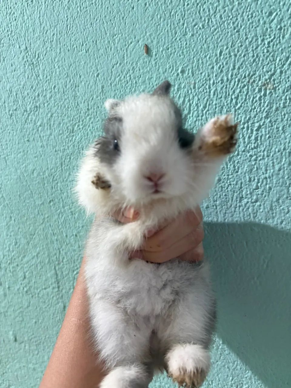 Coelhinhos filhotes fofos - Foto 3