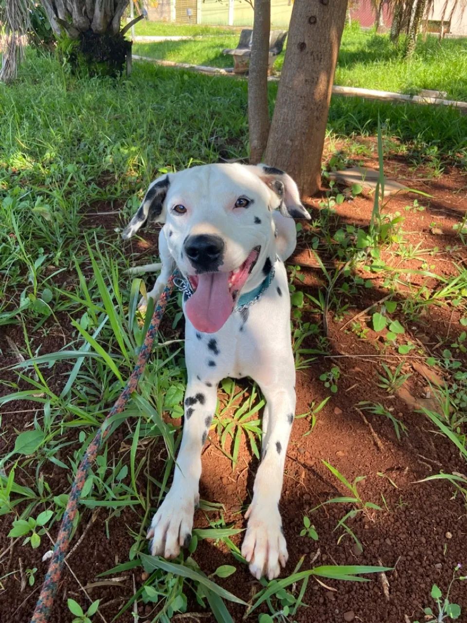 Doação Dalmata macho  - Foto 5