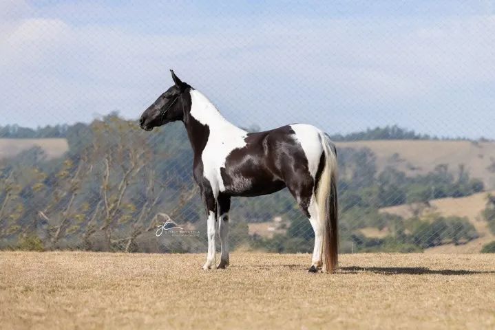 Éguas Mangalarga Marchador, puro sangue, registradas, domadas, várias pelagens e idades. - Foto 4