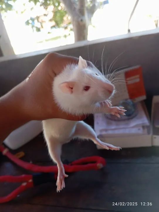 Vendo rato Twister fêmea  - Foto 2