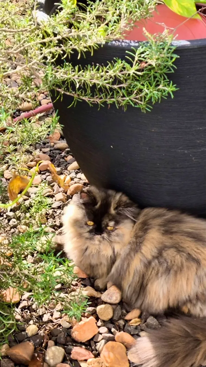 Filhotes de Gatinho Persa