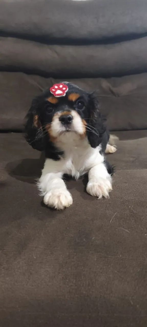 Cavalier King Charles Spaniel filhote - Foto 3