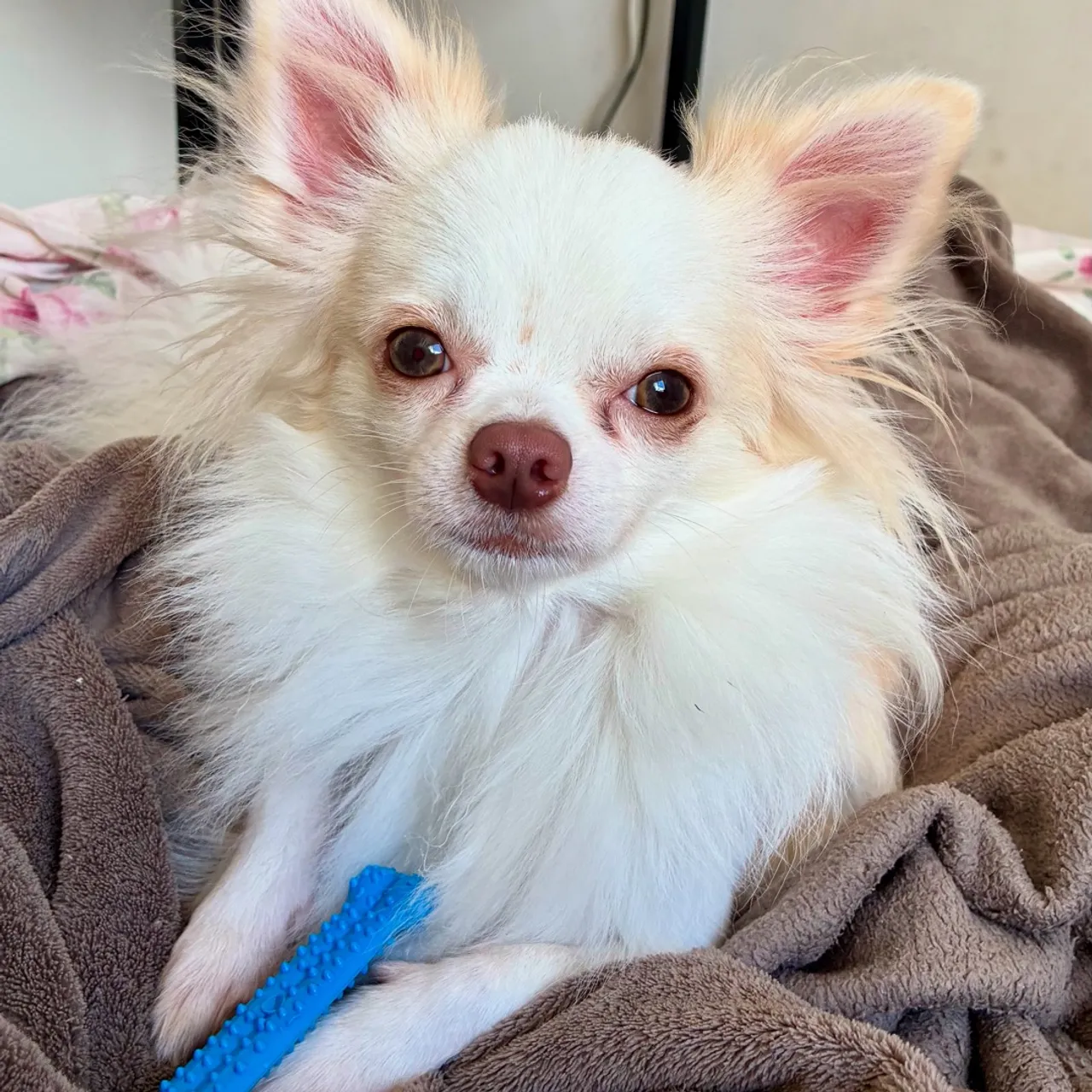 Procura namorada (chihuahua)